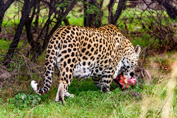 It's Leopard carries away a piece of meat at the Naankuse Wildlife Sanctuary, Namibia, Africa