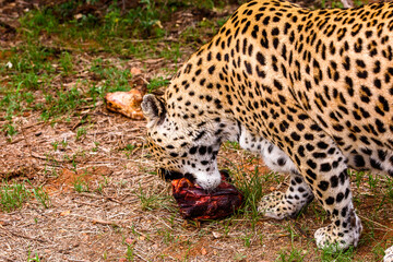 It's Leopard carries away a piece of meat at the Naankuse Wildlife Sanctuary, Namibia, Africa