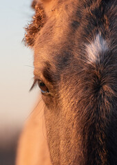 Pełen detali portret konia ukazujący jego piękne oko. - obrazy, fototapety, plakaty