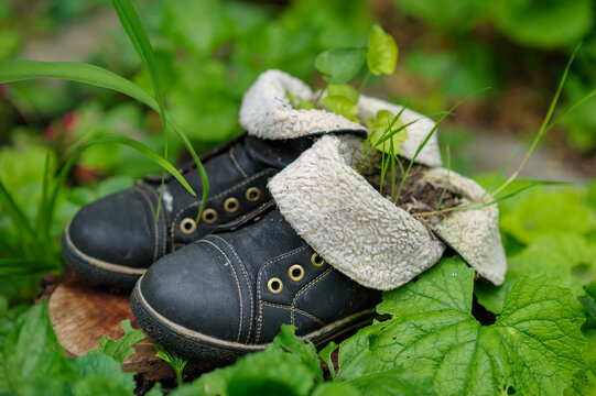Old leather boots and a sprout on a green background with leaves.