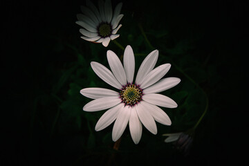 Flower,  African daisies