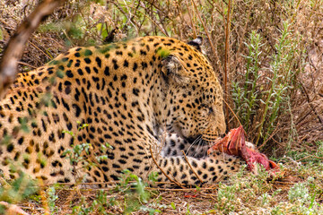 It's Leopard eats a peace of meat at the Naankuse Wildlife Sanctuary, Namibia, Africa