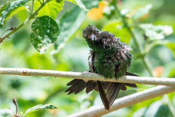 A Copper-rumped hummingbird stretching in a Lantana patch in a tropical garden.