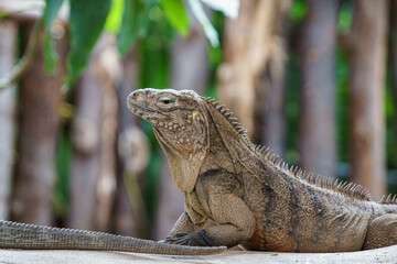 iguane, reptile, animal, faune, nature, sauvage, dangereux, danger, prédateur, yeux, jardin zoologique, tête, fleuve, carnassiers, grand