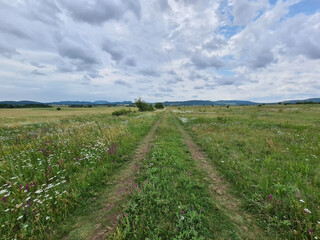 Fototapeta na wymiar Beautiful meadow with wild flowers and dirt road