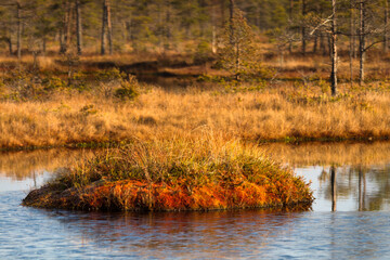 Colorful autumn day in the Kemeri moor