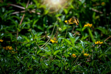 Beautiful butterfly in the natural meadow