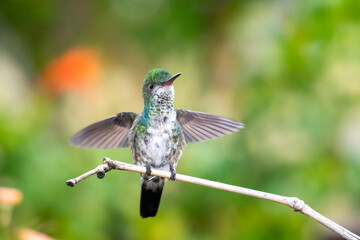A juvenile Blue-chinned Sapphire hummingbird fluffing her feathers with a bokeh background.
