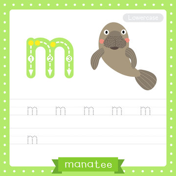 Letter M lowercase tracing practice worksheet of Manatee
