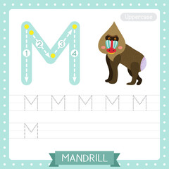 Letter M uppercase tracing practice worksheet of Mandrill