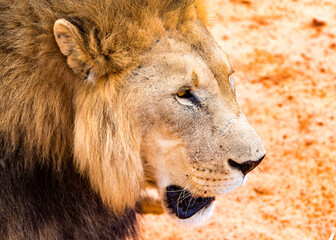 It's Lion on the ground at the Naankuse Wildlife Sanctuary, Namibia, Africa