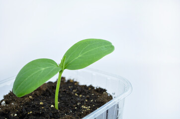 Cucumber seedling at home in a small area on white background. cultivation of cucumbers in greenhouse, copy space.