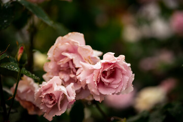 Obraz na płótnie Canvas pink roses in dew drops in the garden