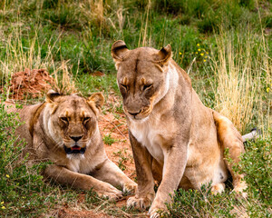 It's Couple of lionesses at the Naankuse Wildlife Sanctuary, Namibia, Africa