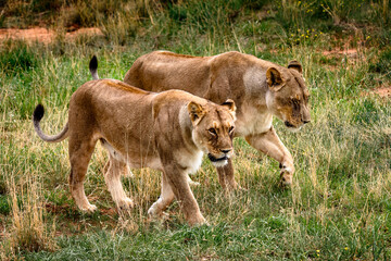 It's Couple of lionesses at the Naankuse Wildlife Sanctuary, Namibia, Africa