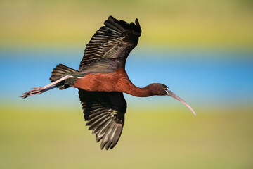 A Glossy Ibis in flight.