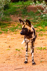 It's Wild Dog at the Lioness portrait at the Naankuse Wildlife Sanctuary, Namibia, Africa