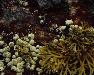 barnacles and wrack on tidal rock
