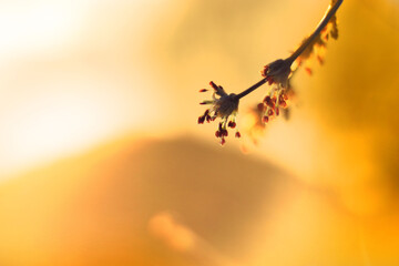 a brunch of flowering tree in golden sinlight
