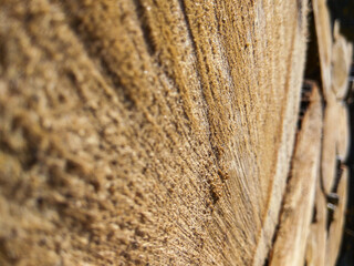 Close-up texture of a dry sawn tree. Felled tree next to a bunch of sawn trees. Wood background. Macro shooting of wood structure. Sawn tree trunk close-up and texture.