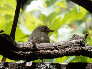 a small bird on a tree