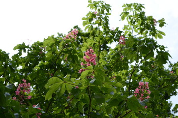 Fototapeta na wymiar Red flowering Horsechestnut in the park