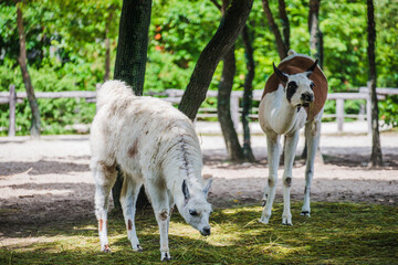 Obraz premium Cute lamas eating the grass