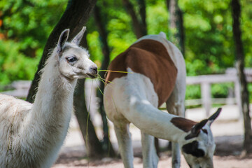 Cute lama eating the grass © Andrea