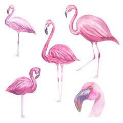 Decorative watercolor flamingo bird clipart, design element. Can be used for cards, invitations, banners, posters, print design. Exotic, tropical background