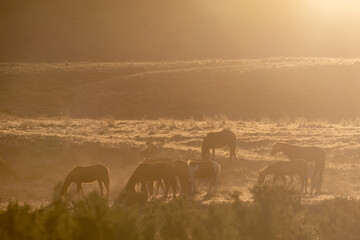 Fototapeta na wymiar Wild Horses at Susnet int he Utah Desert