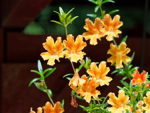 Mimulus aurantiacus | Mimule glutineux ou Mimule orange, une plante buissonnante &agrave; fleurs tubulaire, lob&eacute;es de couleur orange lumineux sur tiges verticales au feuillage nervur&eacute; vert luisant 