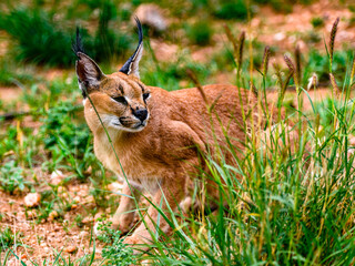 It's Close up of a caracal at the Naankuse Wildlife Sanctuary, Namibia, Africa