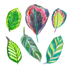 watercolor illustration. set of tropical leaves exotic leaves 