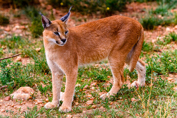 It's Caracal close view at the Naankuse Wildlife Sanctuary, Namibia, Africa