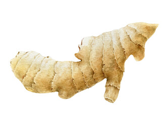 Ginger root watercolor illustration. Hand drawn realistic organic asian spicy plant. Healthy nutrition vegetarian raw ginger root image. Fresh aroma oriental herb. isolated n white background