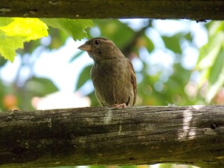 a little sparrow on a tree