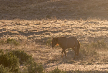 Wild Horses at Susnet int he Utah Desert