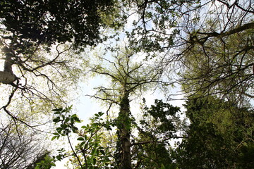 Looking up at the sky through trees in forest 
