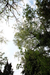 Looking up at the sky through trees in forest 