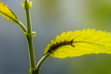 Blumen am Wegesrand rund um einen Stausee