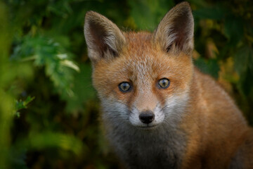 Fototapeta premium Petit curieux