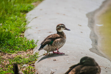 Cute duck on the lake shore