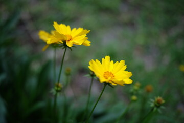 yellow flowers in the garden