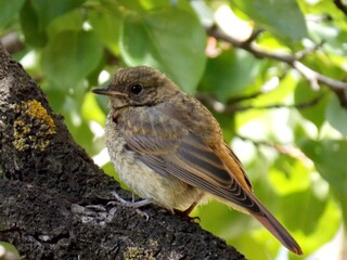 a small bird on a tree