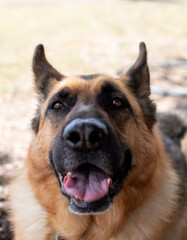 Happy German Shepherd