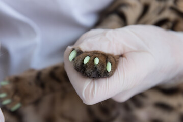 The veterinarian puts special caps on the cat's claws. One paw is already processed, the second paw...