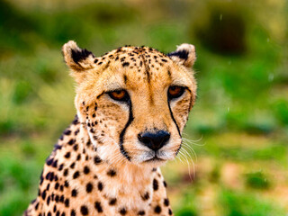 It's Portrait of a Cheetah at the Naankuse Wildlife Sanctuary, Namibia, Africa