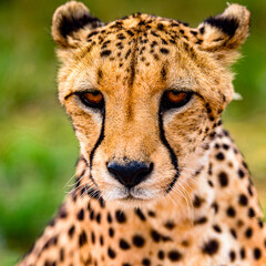 It's Portrait of a Cheetah at the Naankuse Wildlife Sanctuary, Namibia, Africa