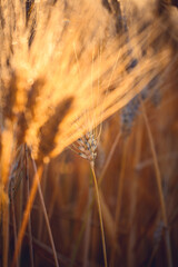 Obraz premium Ripe gold wheat field moved by the wind during a sunny day. Natural imagesof ear of corns