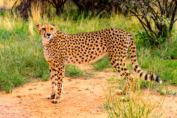 Fototapeta na wymiar It's Cheetah close view at the Naankuse Wildlife Sanctuary, Namibia, Africa